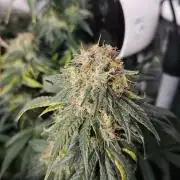 Permanent Bluez Izi Seeds
