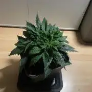 Jelly Donutz Auto Humboldt