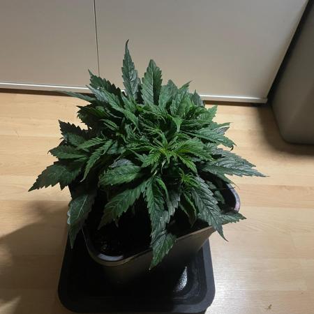 Jelly Donutz Auto Humboldt