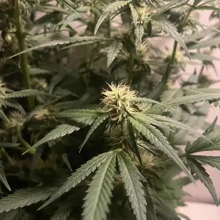 Banana Blaze Auto Dutch Passion