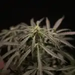 Solar Panel Zamnesia