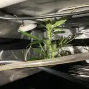 Monster Maker Sweet Seeds