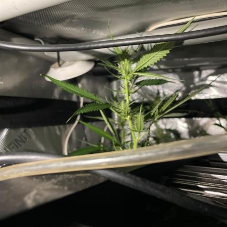 Monster Maker Sweet Seeds