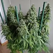 OG Kush Auto Autoseeds