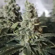 Slurricane Zamnesia