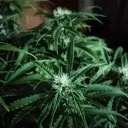 Jelly Donutz Auto Humboldt