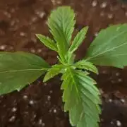 Permanent Marker Autoseeds