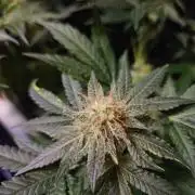 Permanent Bluez Izi Seeds