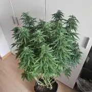 OG Kush Auto Autoseeds