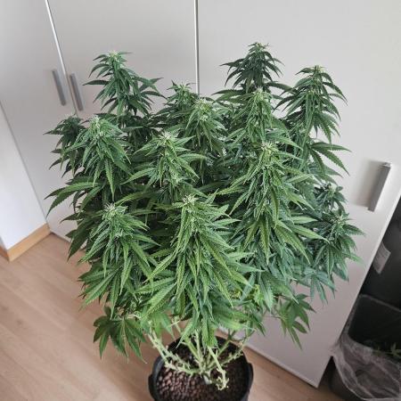OG Kush Auto Autoseeds