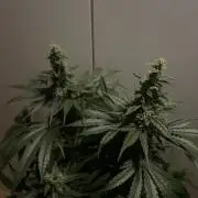 Black Diamond Zamnesia