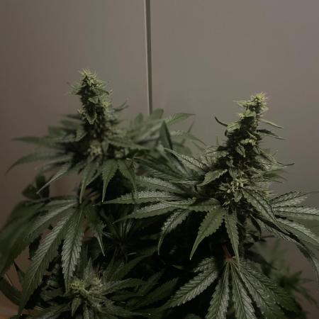 Black Diamond Zamnesia