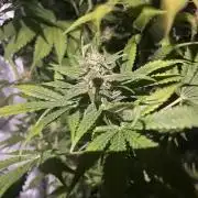 Monster Maker Sweet Seeds