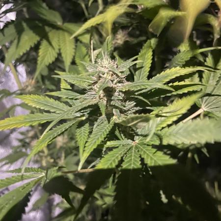 Monster Maker Sweet Seeds