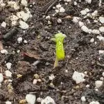 Banana Blaze Auto Dutch Passion