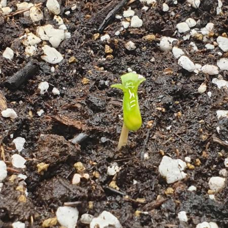 Banana Blaze Auto Dutch Passion