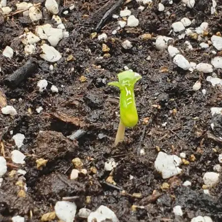 Banana Blaze Auto Dutch Passion
