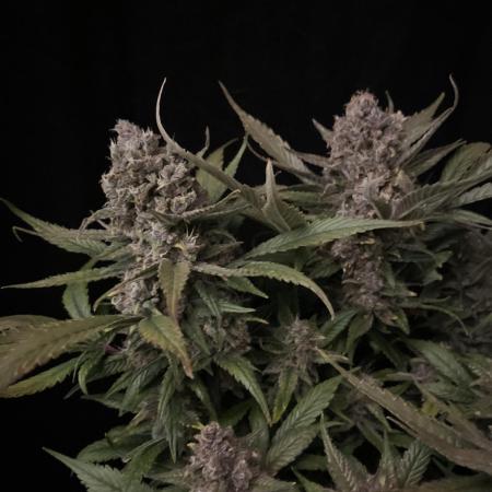 Diablo Delights XL Auto Sweetseeds