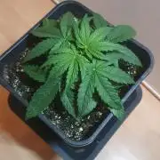 Milkyway F1 Auto RQS
