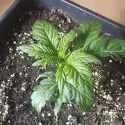 Tropicana Cookies Auto Zamnesia