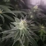 The gassy one SuperSativaSeedClub