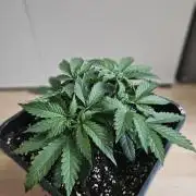 Permanent Bluez Izi Seeds