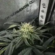 Permanent Bluez Izi Seeds