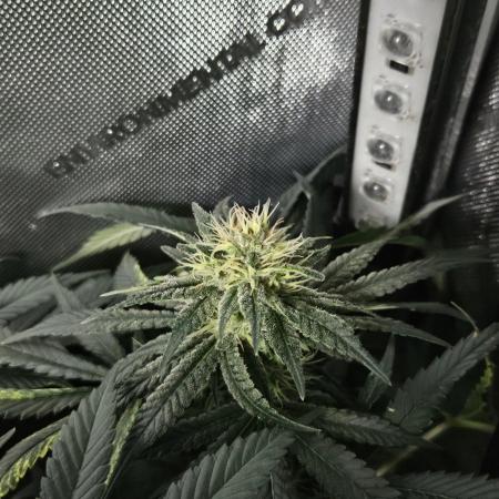 Permanent Bluez Izi Seeds