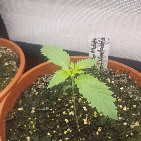 Monster Maker Sweet Seeds