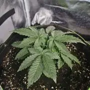 Lemon Cherry Gelato Auto Zamnesia