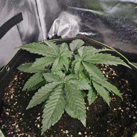 Lemon Cherry Gelato Auto Zamnesia