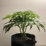 Black Runtz Weedseedsexpress