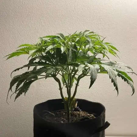 Black Runtz Weedseedsexpress