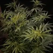 Monster Maker Sweet Seeds