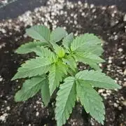 Lemon Cherry Gelato Auto Zamnesia