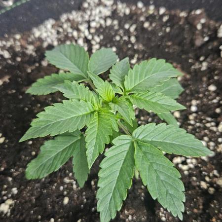 Lemon Cherry Gelato Auto Zamnesia