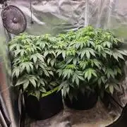 Lemon Cherry Gelato Auto Zamnesia