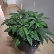 Permanent Bluez Izi Seeds