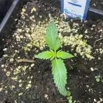 Permanent Jealousy Auto XL Sweetseeds