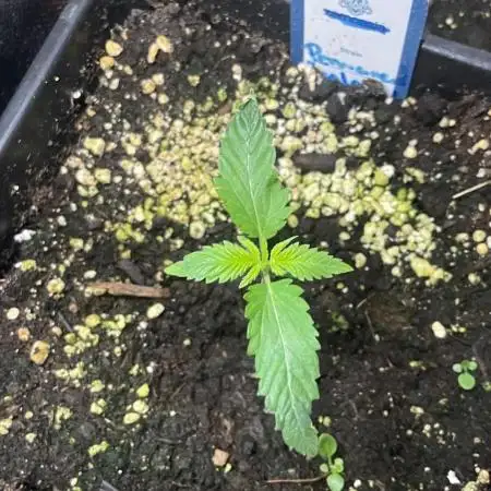 Permanent Jealousy Auto XL Sweetseeds