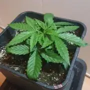 Jelly Donutz Auto Humboldt