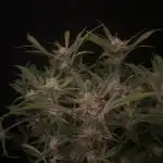 Permanent Jealousy Auto XL Sweetseeds