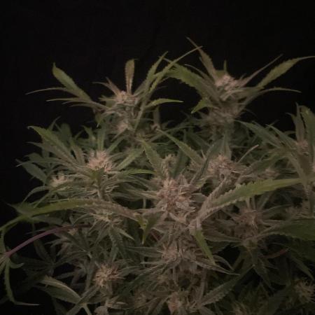 Permanent Jealousy Auto XL Sweetseeds