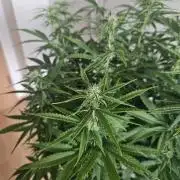 OG Kush Auto Autoseeds