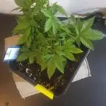 Permanent Jealousy Auto XL Sweetseeds