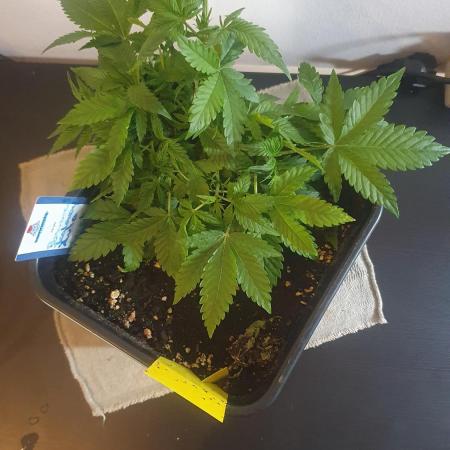 Permanent Jealousy Auto XL Sweetseeds
