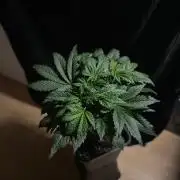 Tropicana Cookies Auto Zamnesia