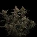 Banana Blaze Auto Dutch Passion