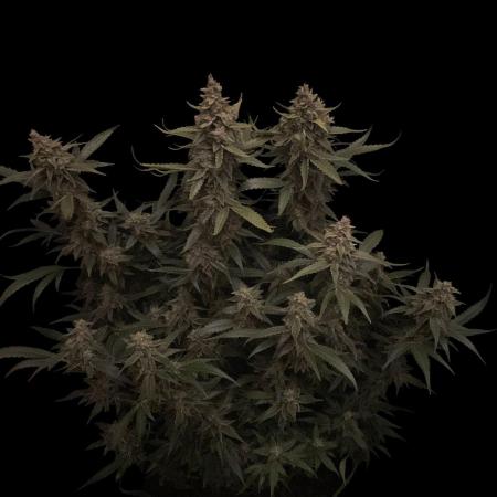 Banana Blaze Auto Dutch Passion