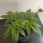 Biscotti Zamnesia